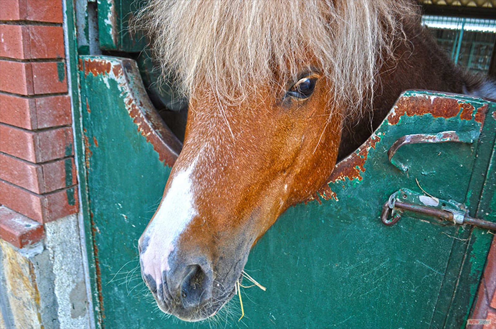 DSC_0672